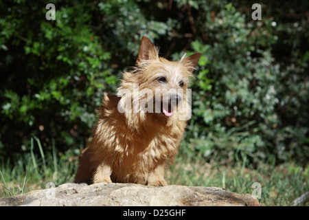 Chien de terrier de Norwich hot assis sur un rocher Banque D'Images