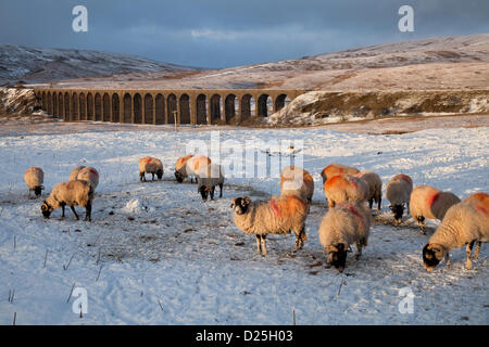 Hardy moutons en hiver près du viaduc Ribblehead sur la vallée de la rivière Ribble, dans le Yorkshire du Nord, du nord de l'Angleterre, Hardy se rassemblent dans l'élevage de gel, dans la lumière du soir pour reste de l'alimentation animale fournies par les agriculteurs locaux hill par temps de gel, de neige couvertes de landes. La brebis swaledale sont marqués d'ocre rouge pour indiquer le statut de reproduction et pour faciliter l'identification. Banque D'Images