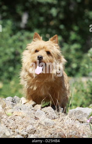 Chien de terrier de Norwich séance adultes dans un jardin Banque D'Images