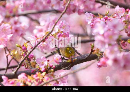 L'Œil blanc du Japon et fleurs de cerisier Banque D'Images