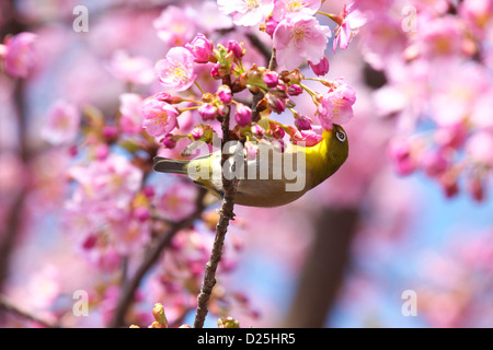 L'Œil blanc du Japon et fleurs de cerisier Banque D'Images