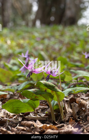 Dent les chiens japonais fleurs violettes Banque D'Images