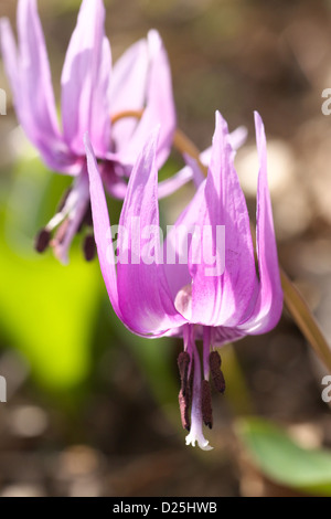 Dent les chiens japonais fleurs violettes Banque D'Images