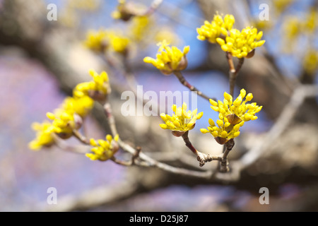 Cornel japonais fleurs Banque D'Images