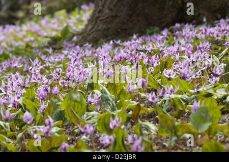 Dent les chiens japonais fleurs violettes Banque D'Images