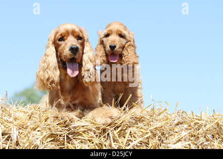 Chien Cocker Anglais adulte et chiot (rouge) assis sur la paille Banque D'Images
