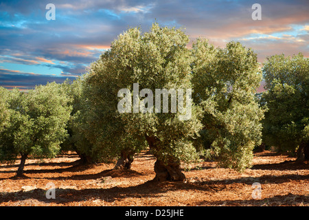 Cerignola anciens oliviers d'Ostuni, Pouilles, Italie du Sud. Banque D'Images