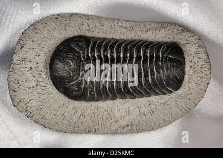 , Trilobite Phacops sp., Dévonien, Maroc, Afrique Banque D'Images