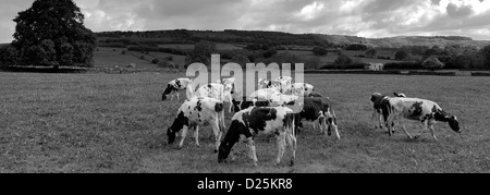 Entendu parler de vaches dans le cadre Longstone Edge, Little Longstone Village, parc national de Peak District, Derbyshire Dales, England, UK Banque D'Images