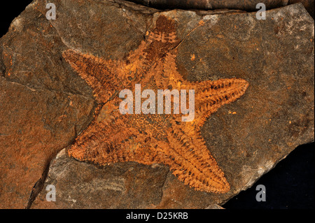 Étoile de fossiles, Pustulosida Australaster Asteroidea ; ; giganteus, Silurien supérieur, moyen, du Ludlovien Humevale, Formation Clonbina Banque D'Images