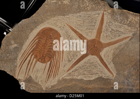 Trilobite, Kettneraspis williamsi, ordre Lichida, Famille Odontopleuridae, Dévonien inférieur, Maroc, étoile de fossiles Banque D'Images