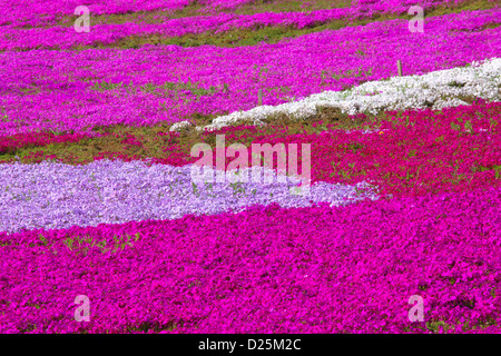 Moss Phlox fleurs, Saitama Banque D'Images