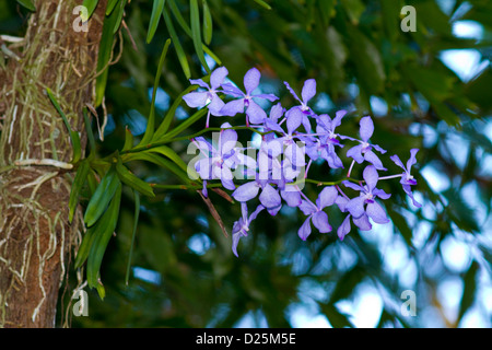 Orchidée Vanda pourpre poussant sur un arbre Vanda coerulea Banque D'Images