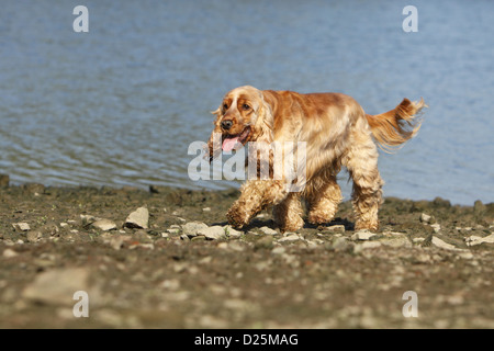 Cocker Anglais chien adulte (rouge) La marche sur le bord d'un lac Banque D'Images