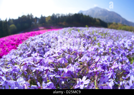 Moss Phlox fleurs, Saitama Banque D'Images