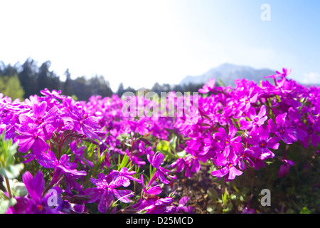 Moss Phlox fleurs, Saitama Banque D'Images