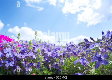 Moss Phlox fleurs, Saitama Banque D'Images