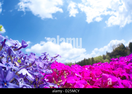 Moss Phlox fleurs, Saitama Banque D'Images