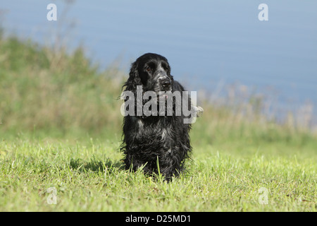 Cocker Anglais chien adulte (blue roan) marcher dans un pré Banque D'Images