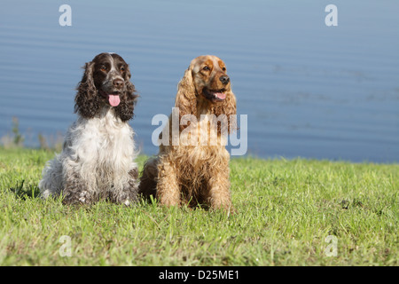 Chien Cocker Anglais deux adultes différentes couleurs (foie de roan, rouge) assis dans un pré Banque D'Images