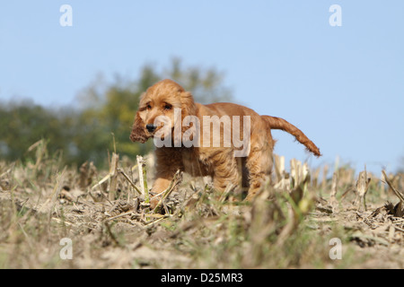 Chien Cocker Anglais chiot (rouge) marche dans un champ Banque D'Images