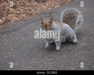 Écureuil drôle looking at camera Banque D'Images
