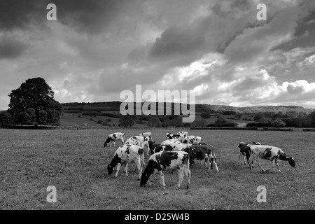 Entendu parler de vaches dans le cadre Longstone Edge, Little Longstone Village, parc national de Peak District, Derbyshire Dales, England, UK Banque D'Images