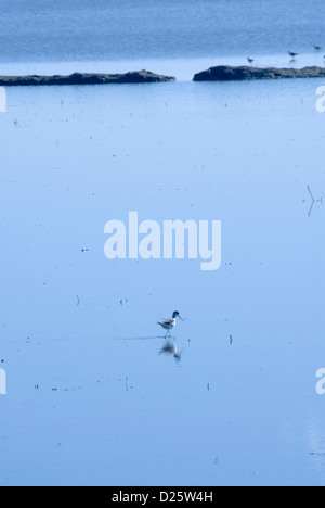 Les oiseaux dans les marais à l'aube Banque D'Images