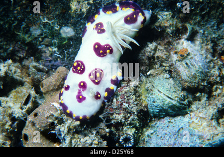 Nudibranche, sea-limace. Chromodoris Cazae. Sous l'eau au Qatar, le golfe Arabe. Banque D'Images