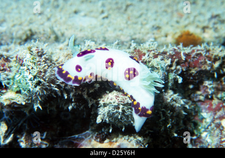 Nudibranche, sea-limace. Chromodoris Cazae. Sous l'eau au Qatar, le golfe Arabe. Banque D'Images