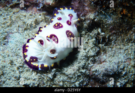 Nudibranche, sea-limace. Chromodoris Cazae. Sous l'eau au Qatar, le golfe Arabe. Banque D'Images