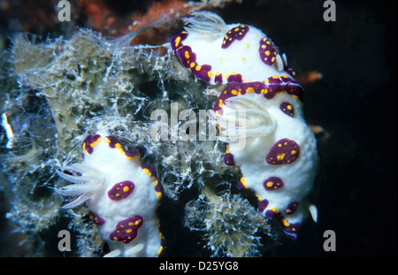 Nudibranche, sea-slug, un groupe de trois, Chromodoris Cazae's. Sous l'eau au Qatar, le golfe Arabe. Banque D'Images