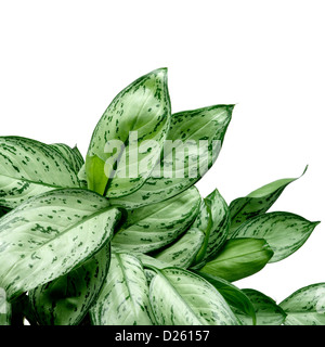 Vert feuilles frontière. clipping path Banque D'Images