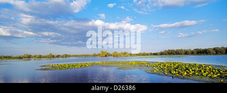 Panorama de lacs et canaux dans le Delta du Danube, en Roumanie. Gros saules, aulnes et frênes forment une forêt riveraine. Banque D'Images