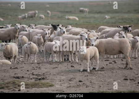Bredstedt, Allemagne, troupeau de moutons sur l'Hamburger Hallig Banque D'Images