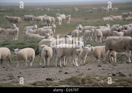 Bredstedt, Allemagne, troupeau de moutons sur l'Hamburger Hallig Banque D'Images