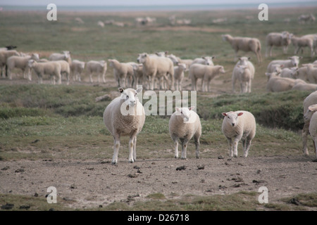 Bredstedt, Allemagne, troupeau de moutons sur l'Hamburger Hallig Banque D'Images