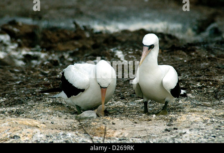 Fous de Nazca, ou des fous masqués, sont les fiers parents d'un poussin grandir dans une grande population de Galápagos Banque D'Images