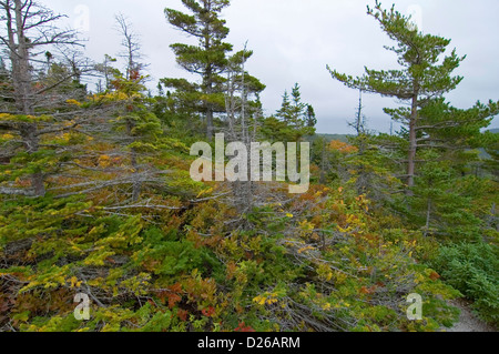 Cape Breton Highlands Parc Nat Banque D'Images