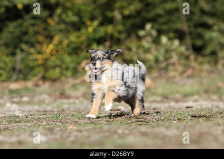 Berger Australien chien / chiot Aussie (bleu merle) Banque D'Images