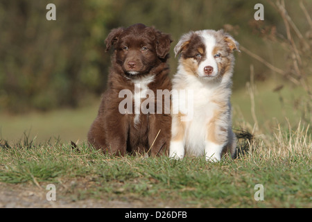 Chien Berger Australien Aussie chiots / deux couleurs différentes (bicolore rouge et rouge merle) assis dans un pré Banque D'Images