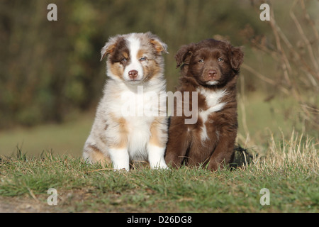 Chien Berger Australien Aussie chiots / deux couleurs différentes (bicolore rouge et rouge merle) assis dans un pré Banque D'Images