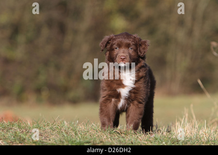 Chien / chiot berger australien Aussie (rouge bicolor) dans un pré Banque D'Images