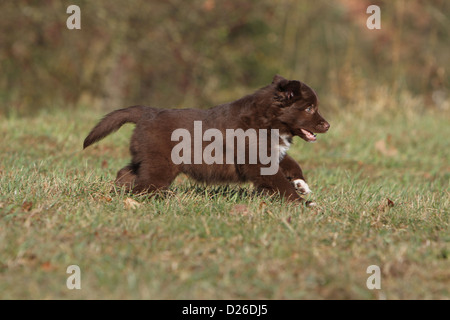 Chien / chiot berger australien Aussie (rouge bicolor) s'exécutant dans un pré Banque D'Images