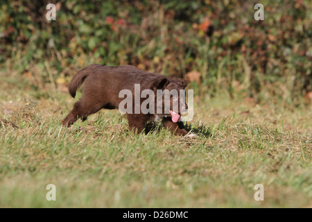 Chien / chiot berger australien Aussie (rouge bicolor) s'exécutant dans un pré Banque D'Images