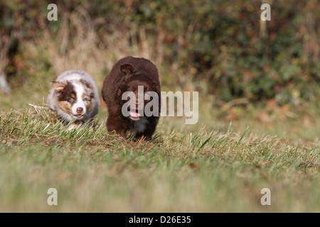 Chien / chiot berger australien Aussie (rouge bicolor) s'exécutant dans un pré Banque D'Images