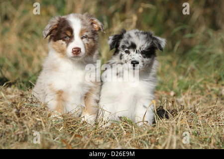 Chien Berger Australien Aussie chiots / deux couleurs différentes (rouge et bleu merle Merle) assis dans un pré Banque D'Images