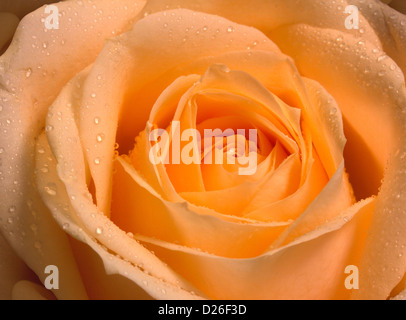 Rose jaune libre shot Banque D'Images