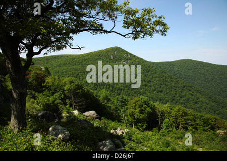 Shenandoah NP Hawksbill Mountain Banque D'Images