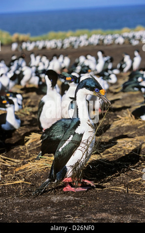 Portrait Shag impérial pendant la saison de reproduction. Le bouton jaune disparaîtra. L'Antarctique, des îles Malouines, l'île plus sombre. Banque D'Images